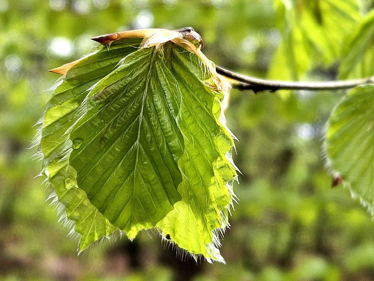 Maigrünes Buchenblatt im Wald