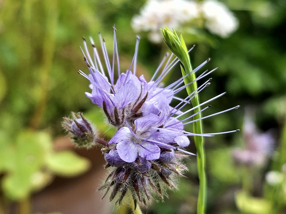 Rainfarn-Phazelie -Bienenfreund - Blüte lila
