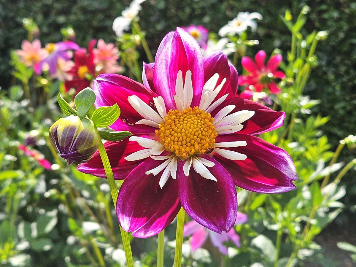 Dahlienblüte in dunklem Pink und Weiß im Dahliengarten in Hamburg 2024