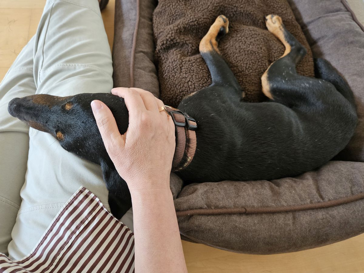 Hund Mona beim Kuscheln