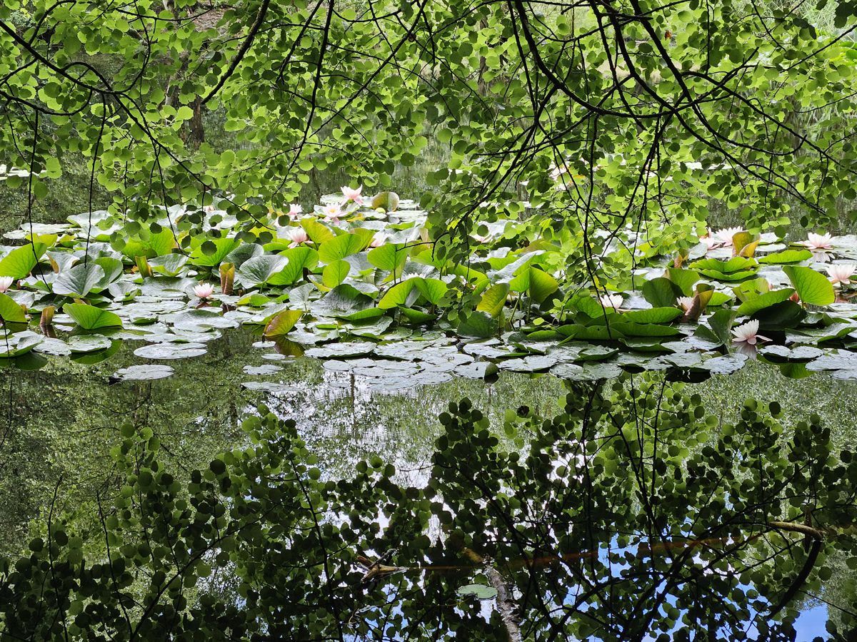 Krötenteich in Sandbek/Hamburg mit Seerosen