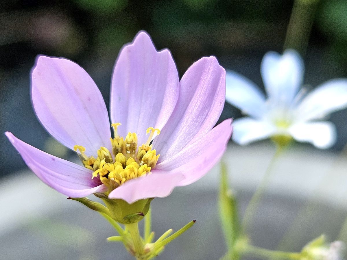 Schmuckkästchen Blüte rosa