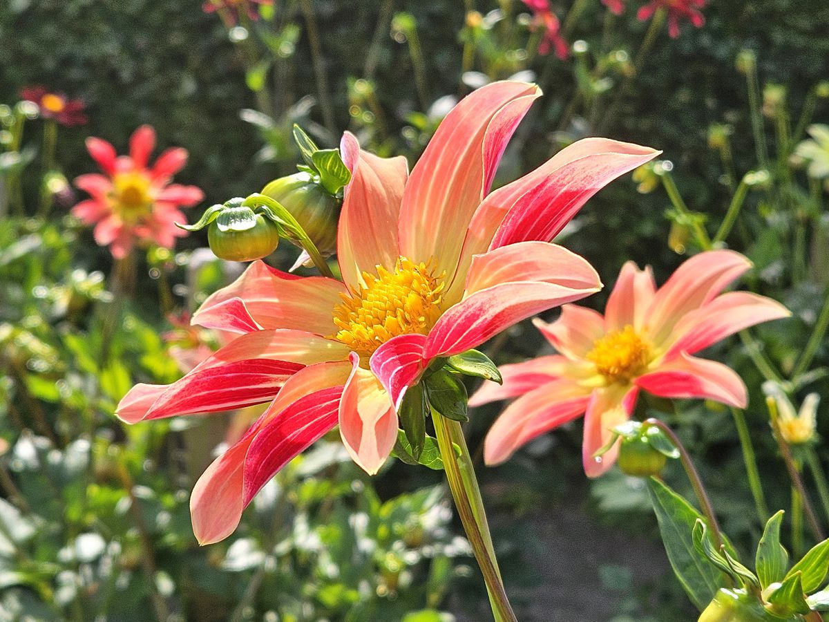 Dahlienblüte in Orange und Rot und Lachs im Dahliengarten in Hamburg 2024