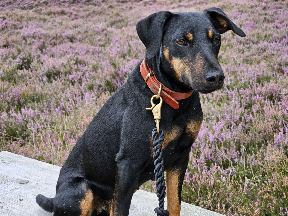 Hund Mona - Heideblüte 2024 Fischbeker Heide / Hamburg