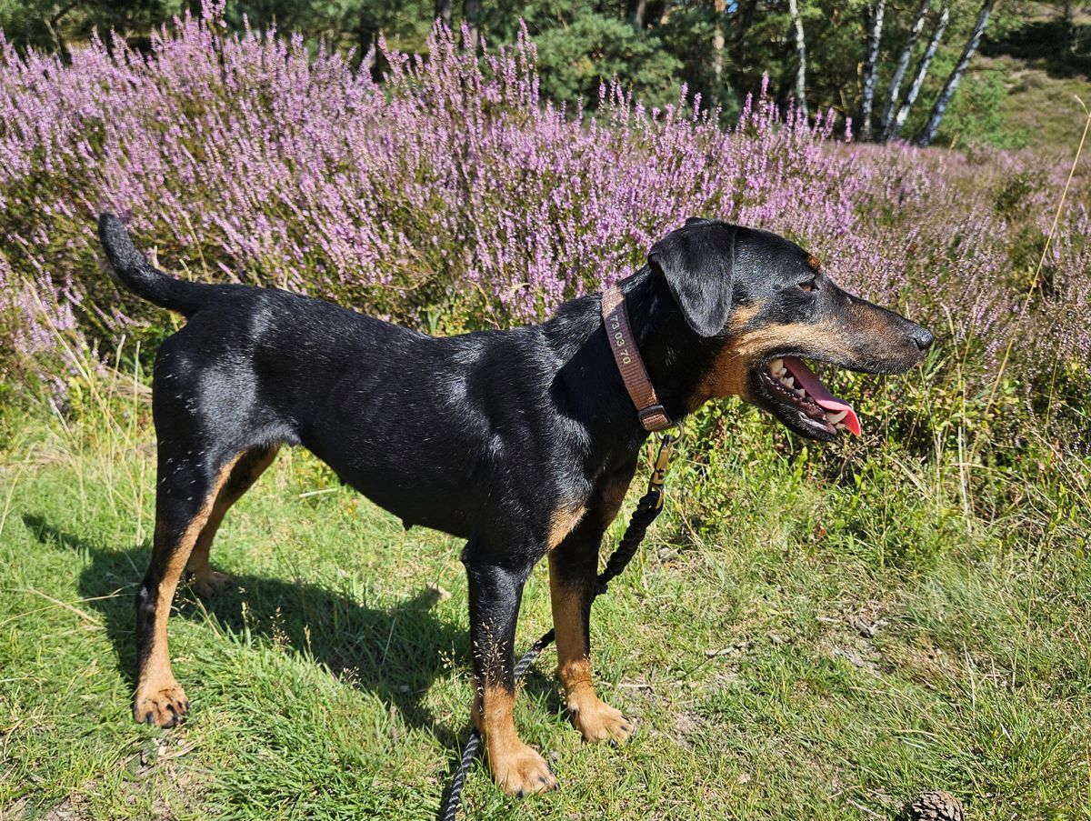 Hund Mona - Heideblüte 2024 Fischbeker Heide / Hamburg