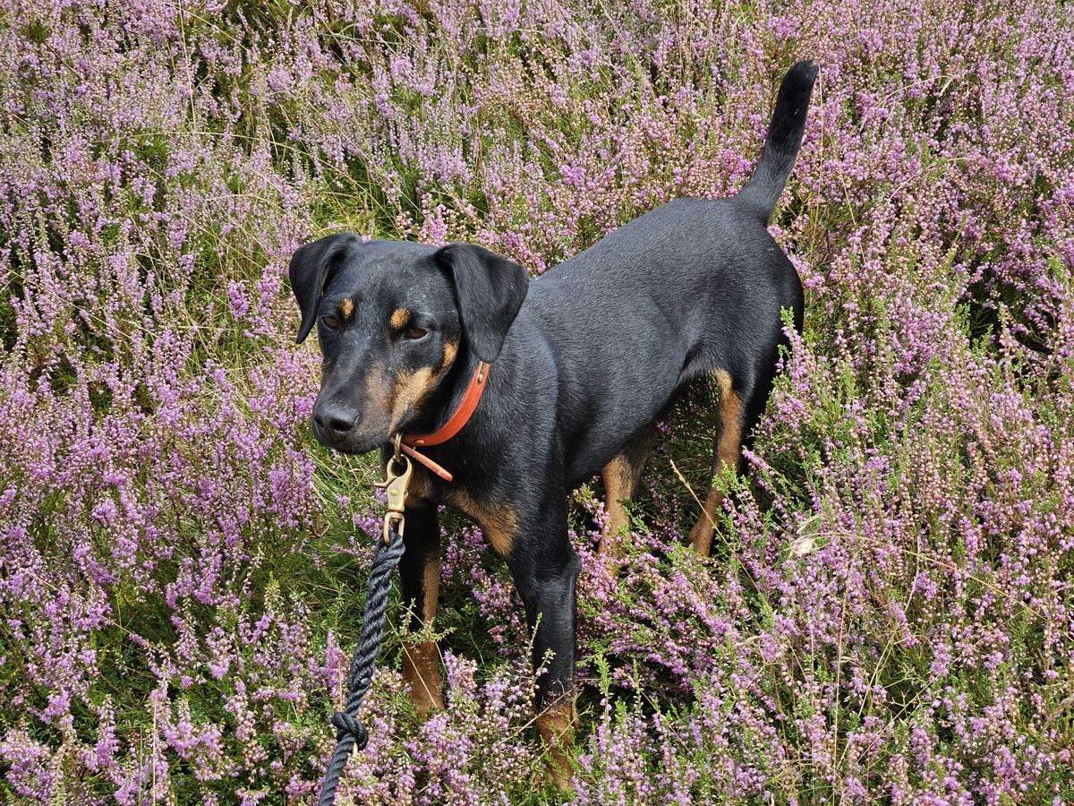 Hund Mona - Heideblüte 2024 Fischbeker Heide / Hamburg