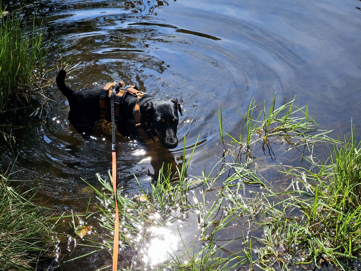 Hund Mona beim Kühlen der Pfoten im Teich