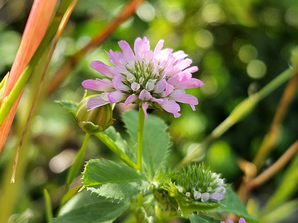 Persischer Klee rosa