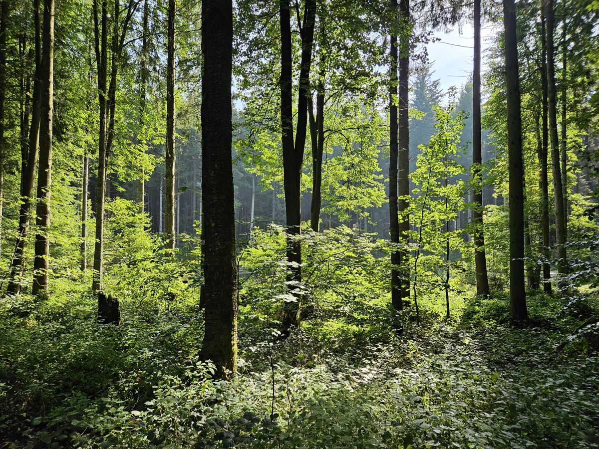 Altenhof Wald