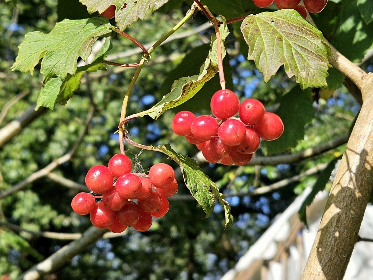 Gemeiner Schneeball - rote Beeren