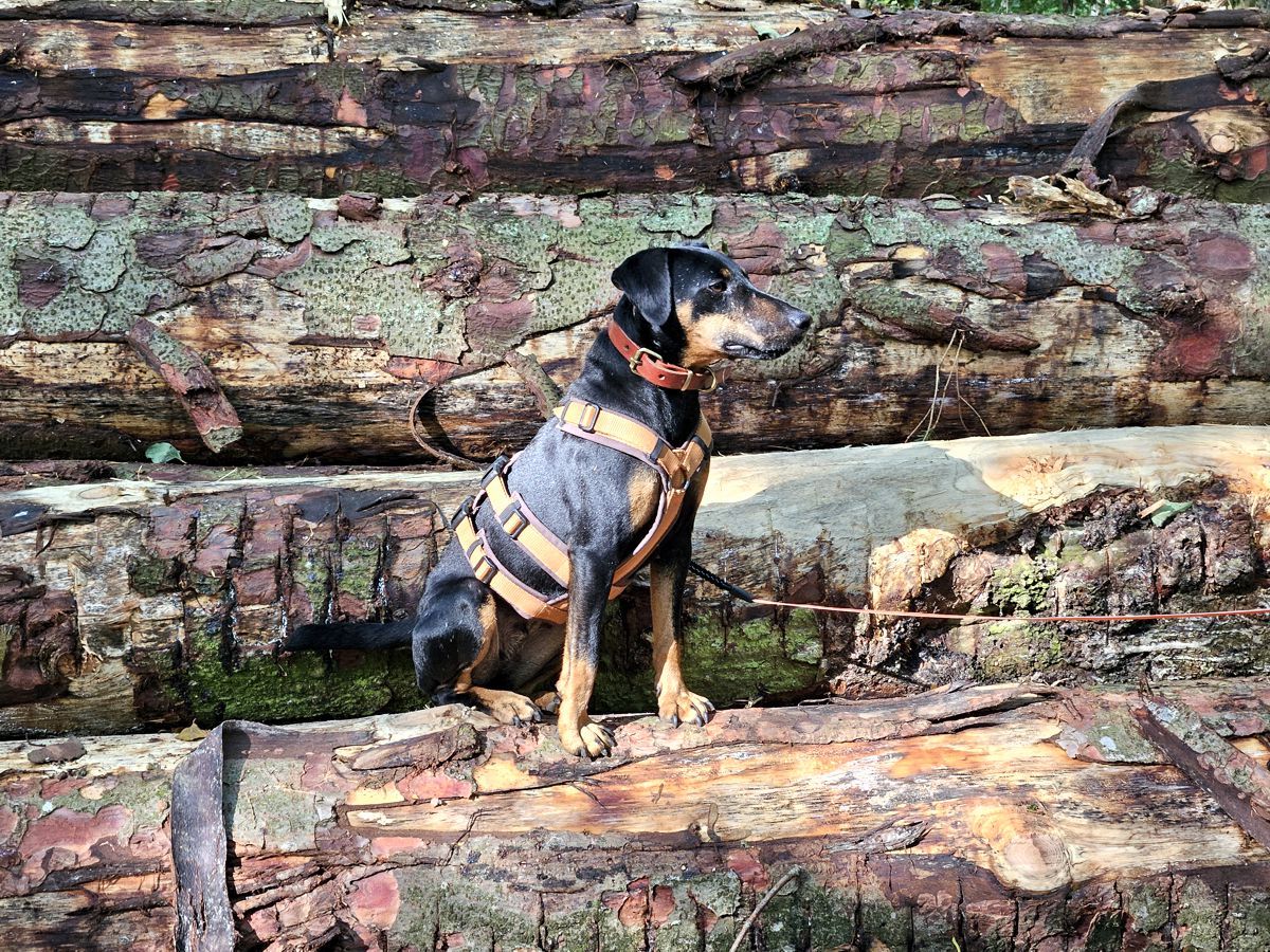 Jagdterrier Mona auf Baumstämmen im Wald