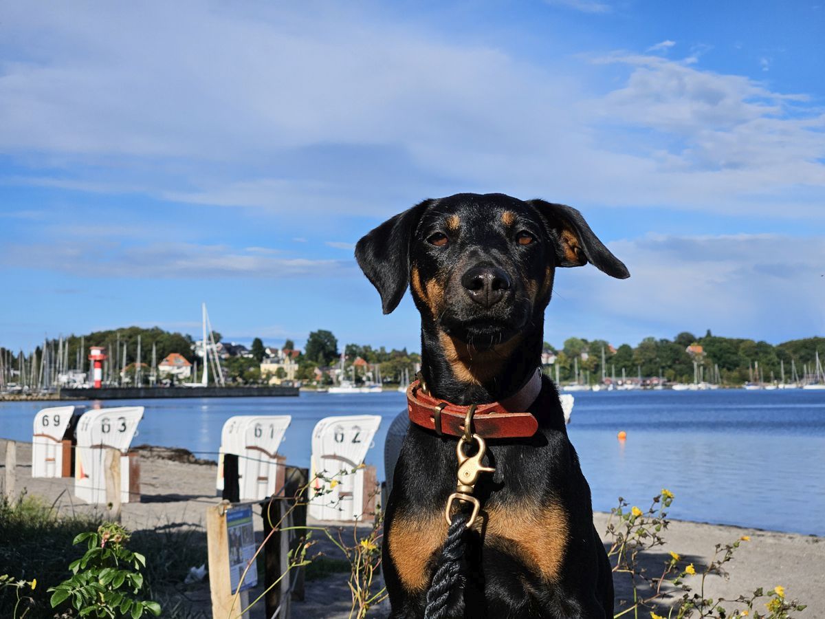 Jagdterrier Mona 2024 am Ostseestrand