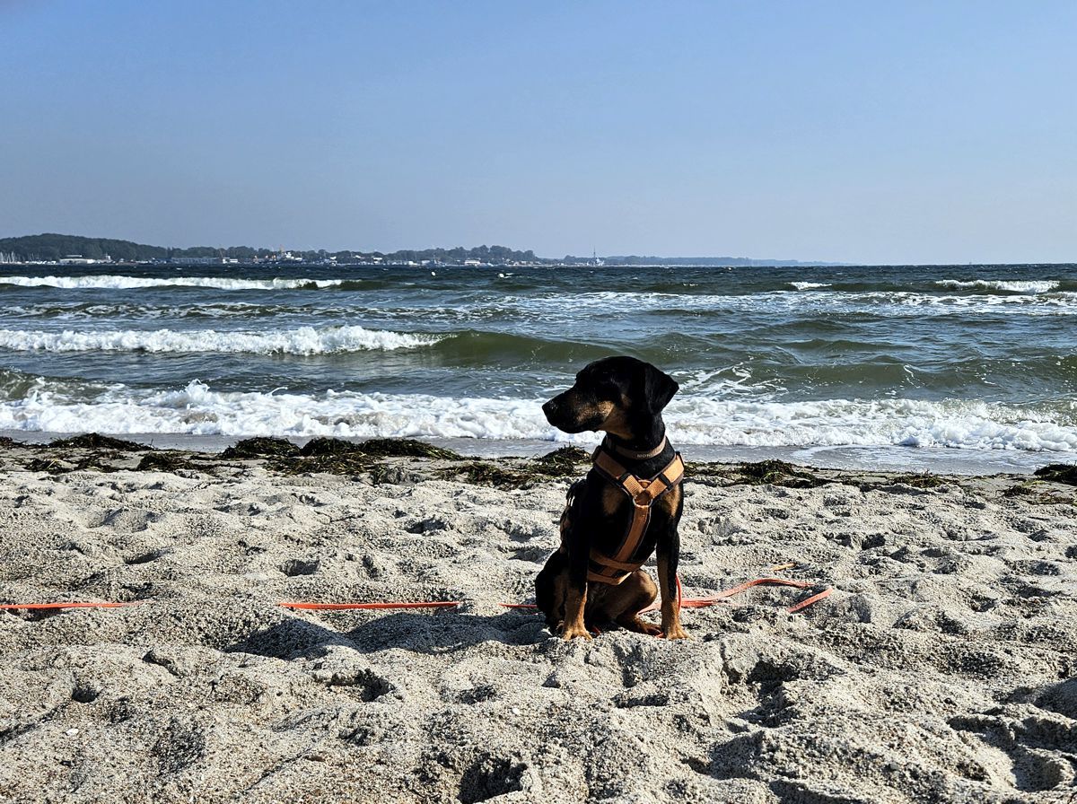 Jagdterrier Mona 2024 am Ostseestrand