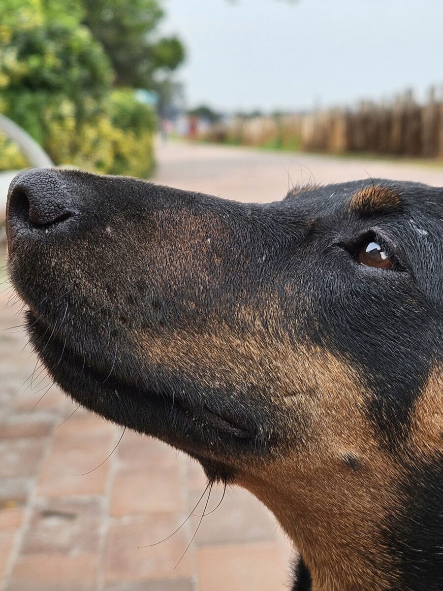 Jagdterrier Mona 2024 Vibrissen am Kinn