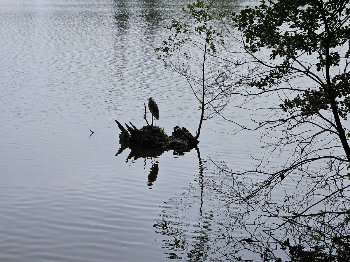 Fischreiher im Außenmühlenteich