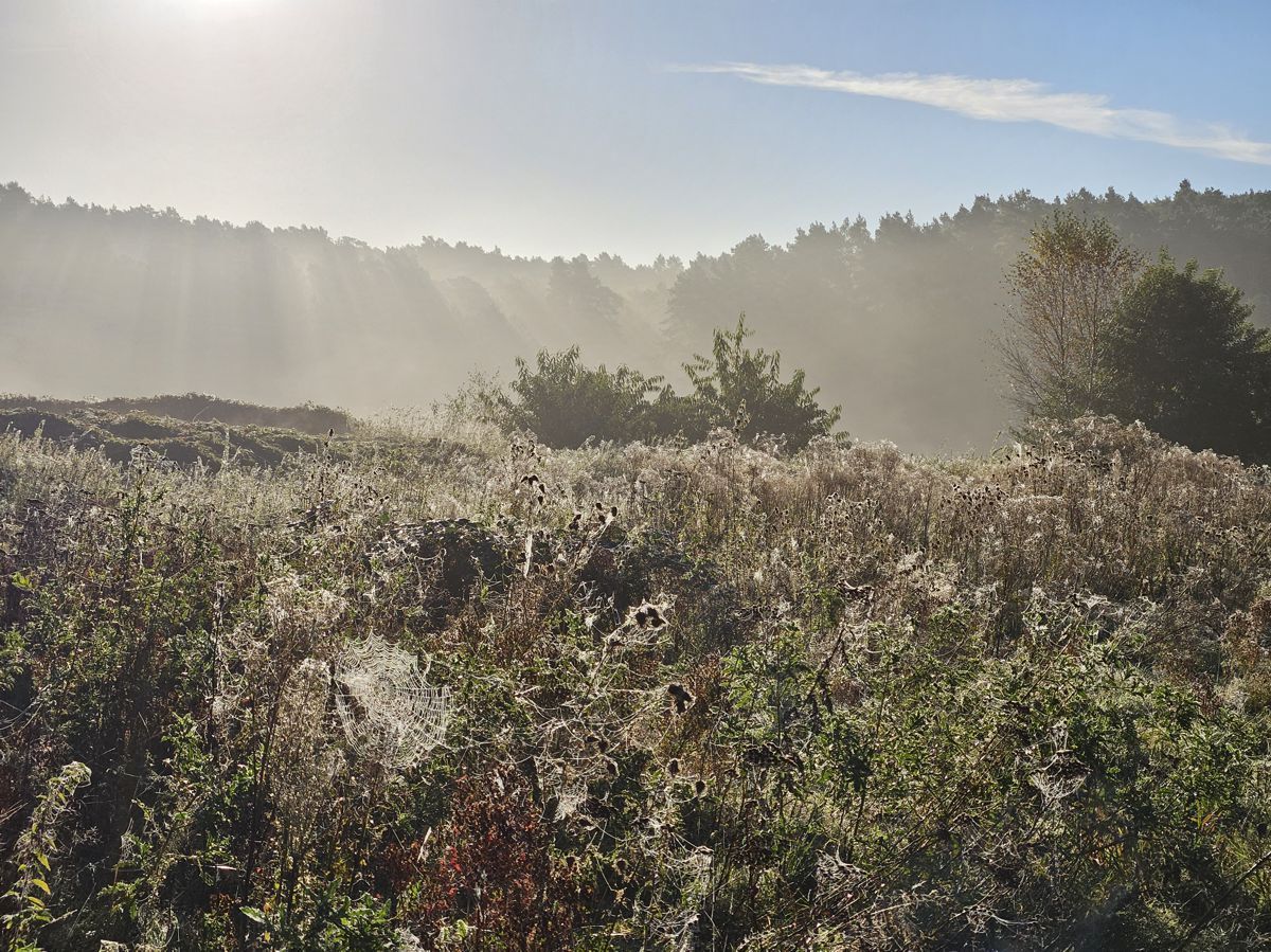 Herbstmorgen mit Nebel und Sonne im Gegenlicht