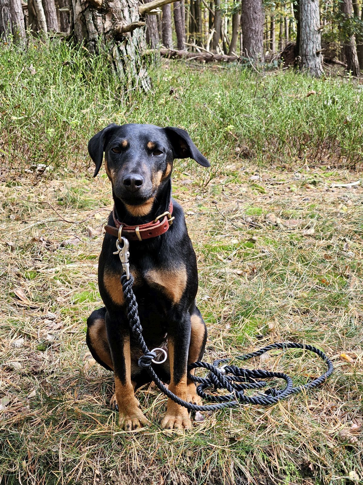 Jagdterrier Mona mit Tauleine