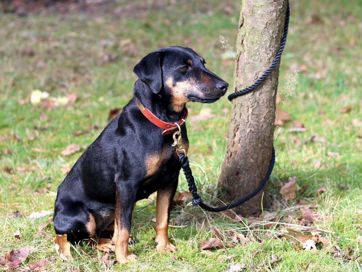 Jagdterrier Mona wartet geduldig angebunden an einem Baum