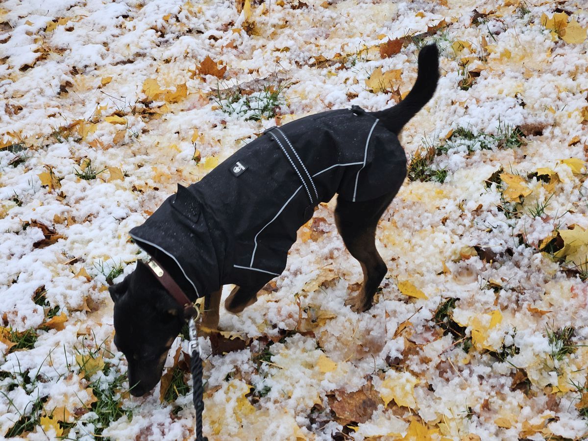 Jagdterrier Mona im ersten Schnee 2024