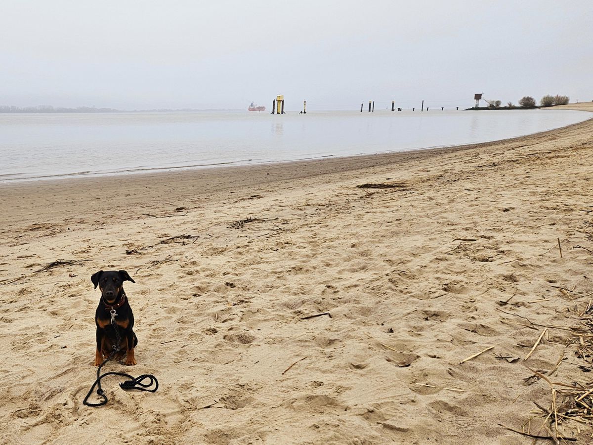 Jagdterrier Mona auf Krautsand am Elbstrand im November 2024