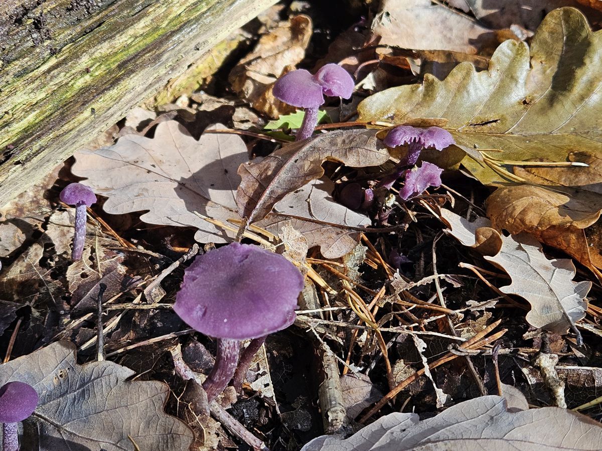 Waldboden mit Pilzen in Violett