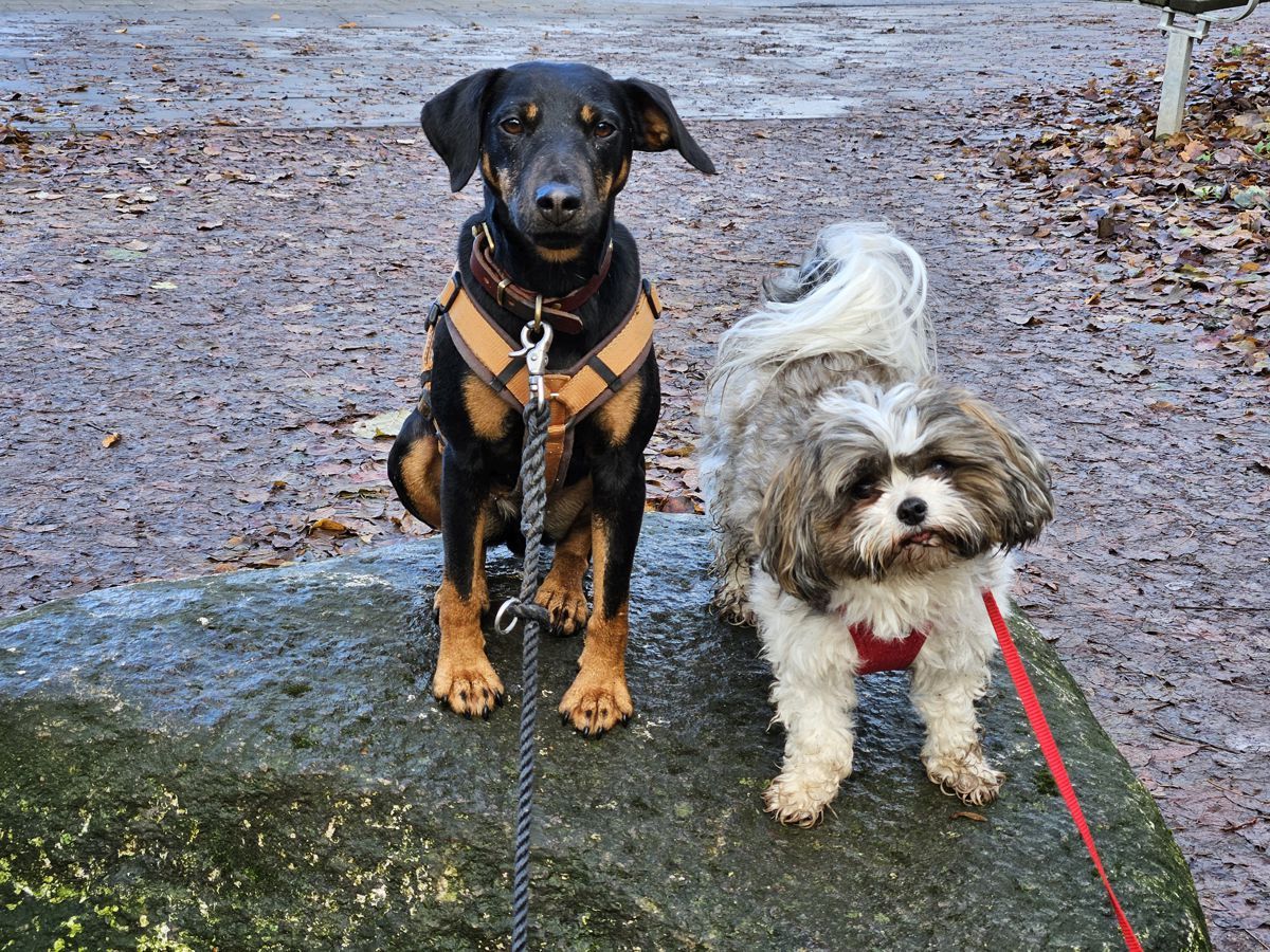 Jagdterrier Mona und Bolonka Rikki-Tikki