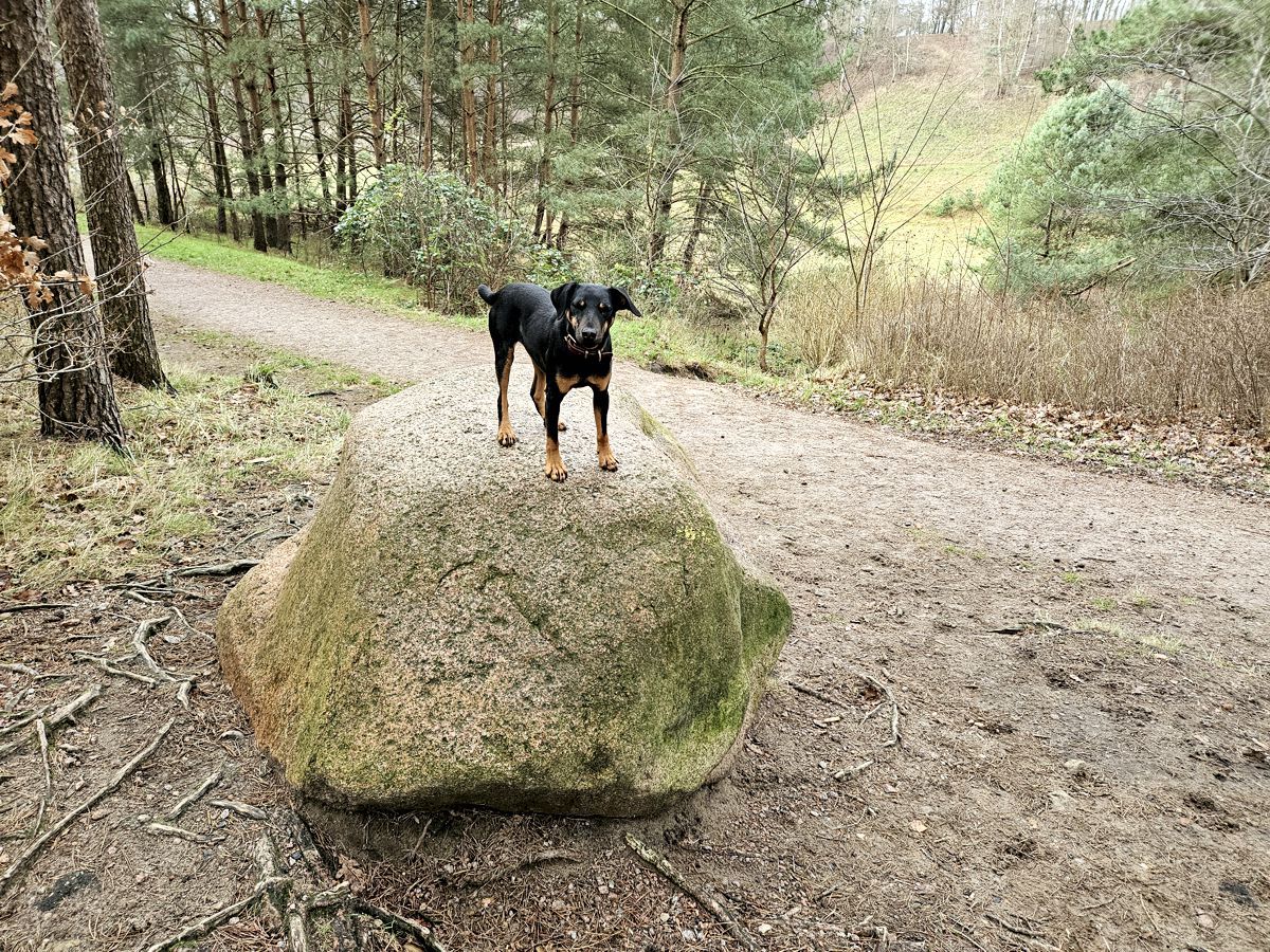 Jagdterrier Mona auf dem Jausenstein