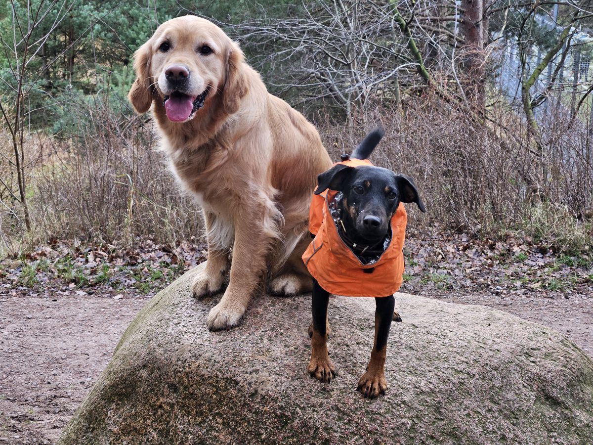 Jagdterrier Mona und Retriever Summer auf dem Jausenstein