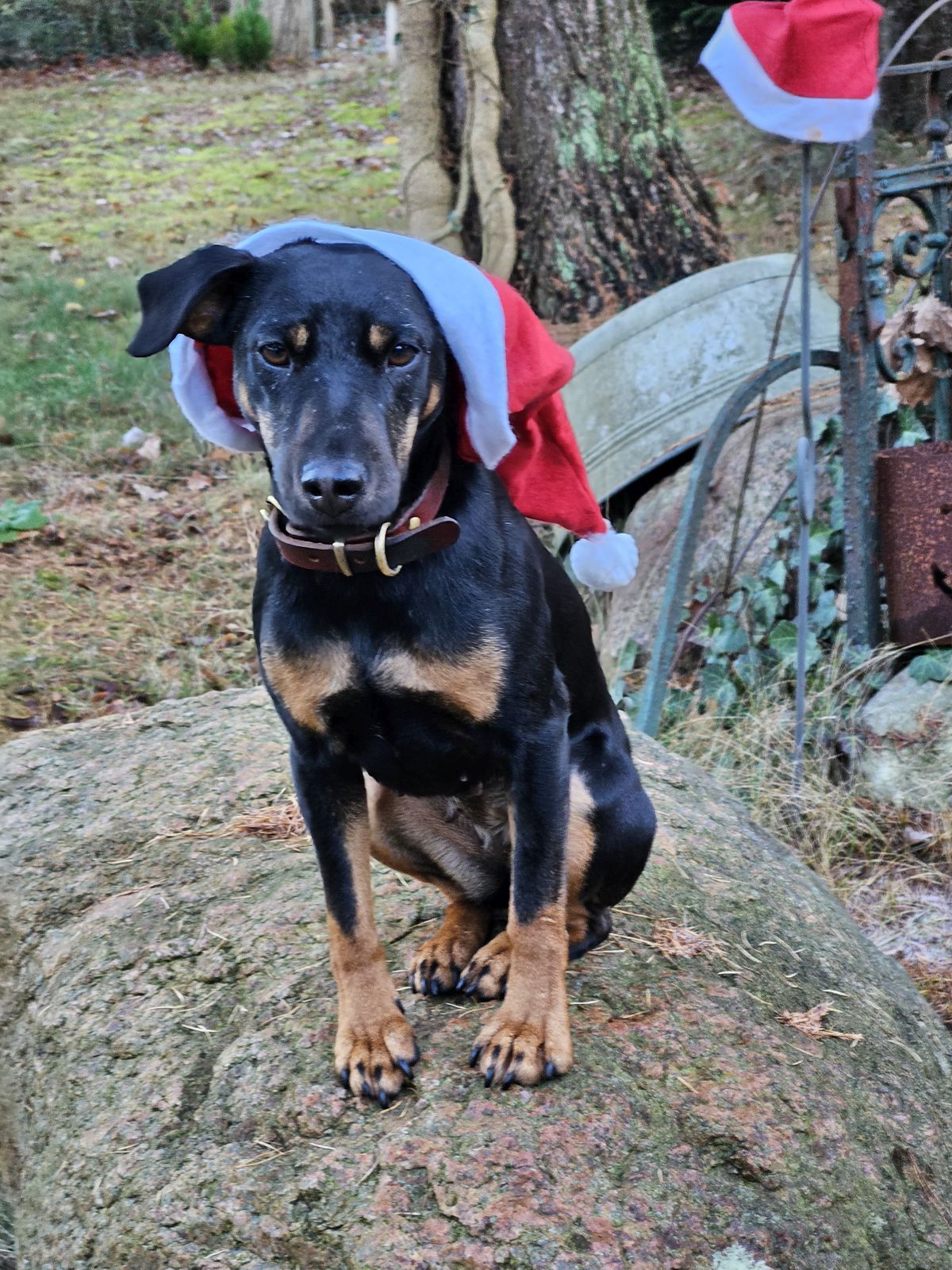 Jagdterrier Mona als Weihnachtshund