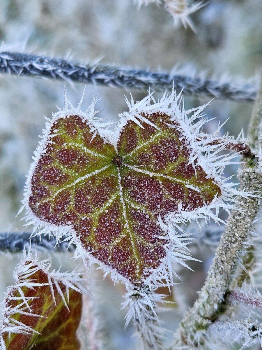 Efeublatt von Eisblumen verzier