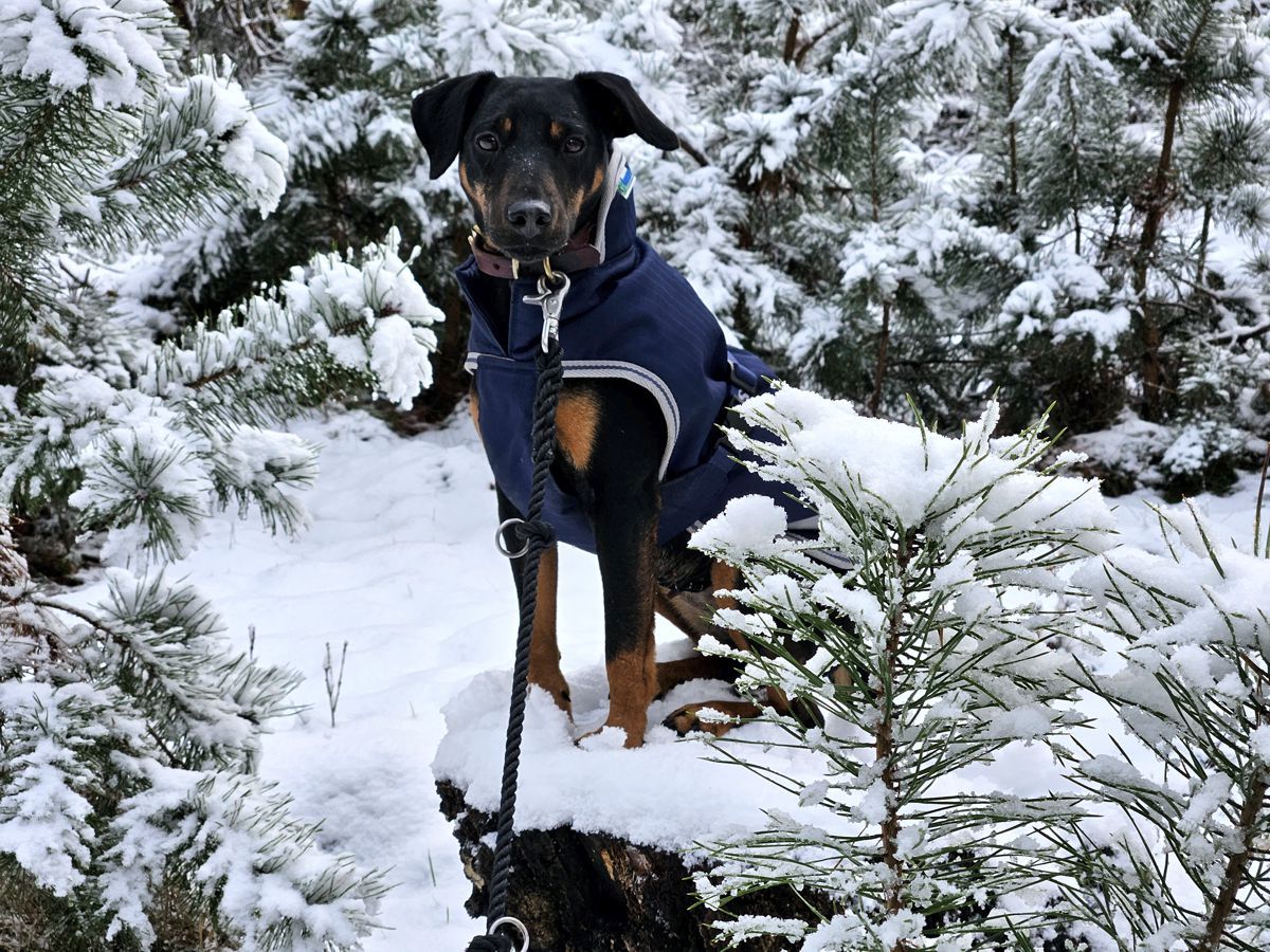 Jagdterrier Mona im Winter 2025 im Schnee mit Hundemantel