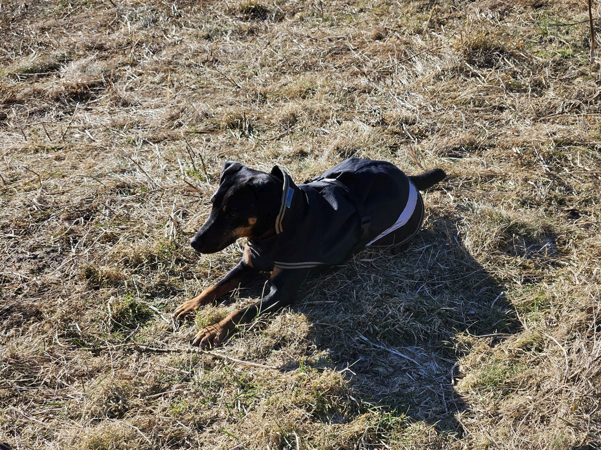 Jagdterrier Mona Kommando Platz